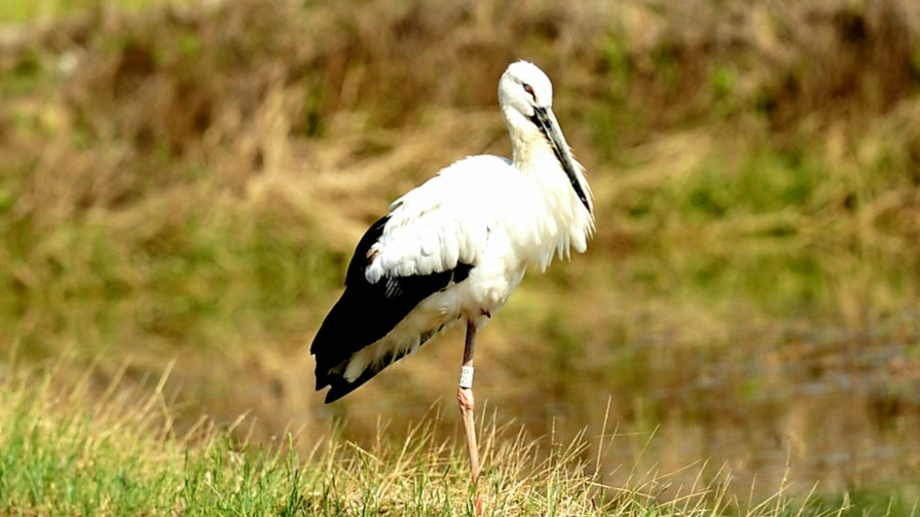 [2021.05.29] 전라북도 고창군에서 관찰된 황새입니다. 이미지
