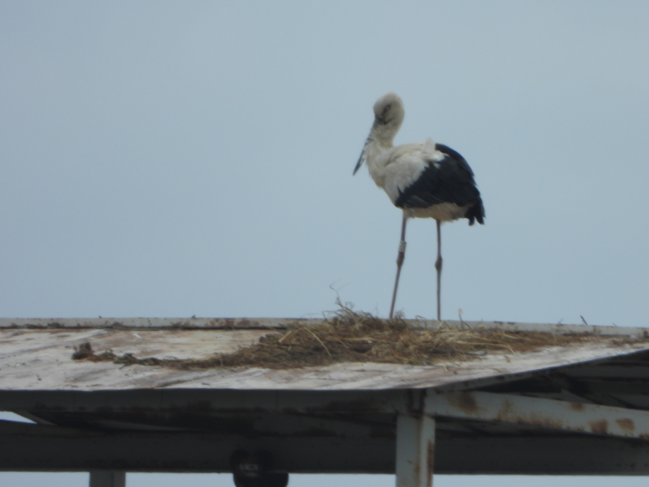 [2021.05.31] 충청남도 태안군에서 관찰된 황새입니다. 이미지