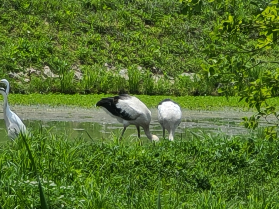 [2021.06.01] 경상남도 창녕군에서 관찰된 황새입니다. 이미지