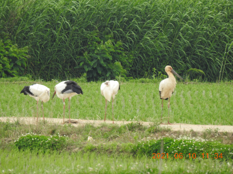 [2021.06.10] 충청남도 예산군에서 관찰된 황새입니다. 이미지