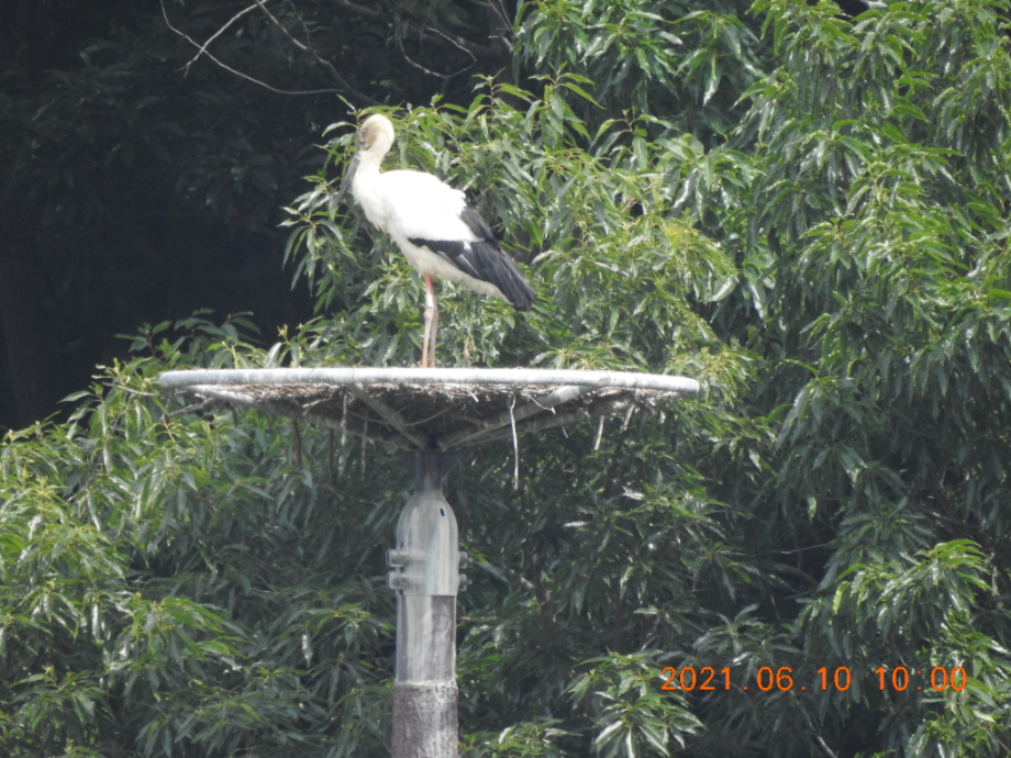 [2021.06.10] 충청남도 예산군에서 관찰된 황새입니다. 이미지