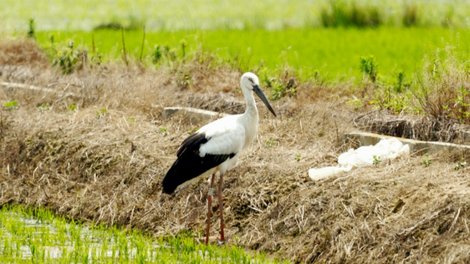 [2021.06.13] 전라북도 고창군에서 관찰된 황새입니다. 이미지