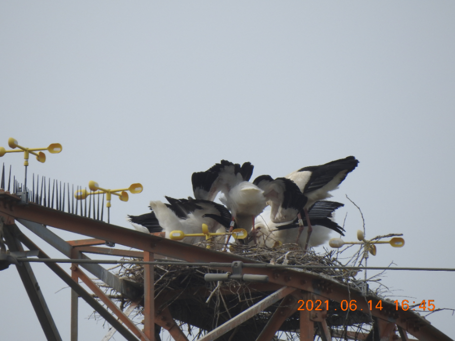 [2021.06.14] 충청남도 태안군에서 관찰된 황새입니다. 이미지
