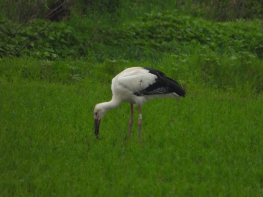 [2021.06.15] 충청남도 예산군에서 관찰된 황새입니다. 이미지