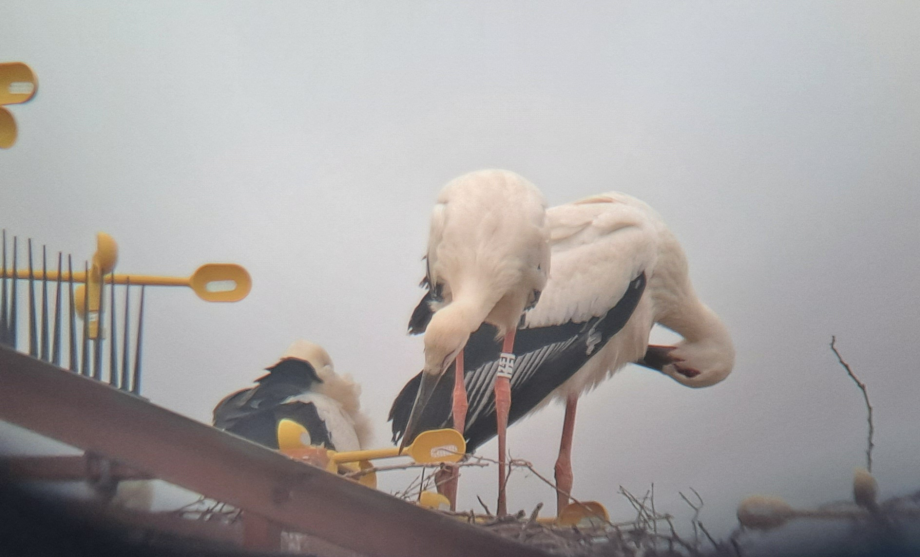 [2021.06.15] 충청남도 태안군에서 관찰된 황새입니다. 이미지