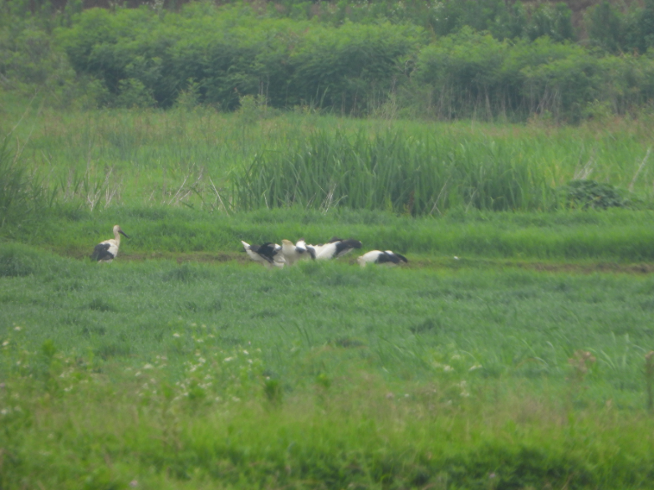 [2021.06.15] 충청남도 예산군에서 관찰된 황새입니다. 이미지