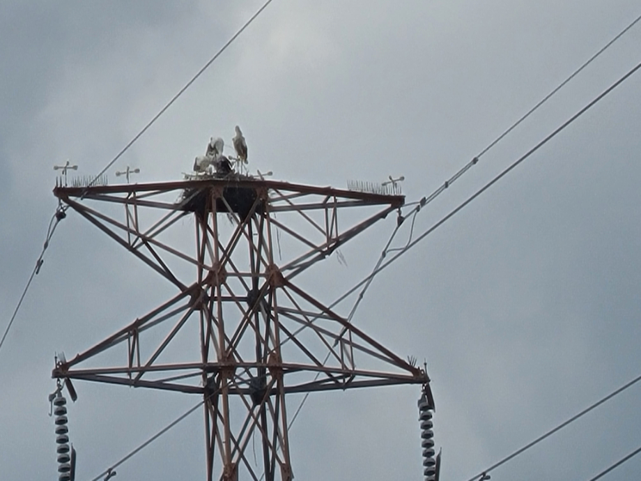 [2021.06.16] 충청남도 태안군에서 관찰된 황새입니다. 이미지