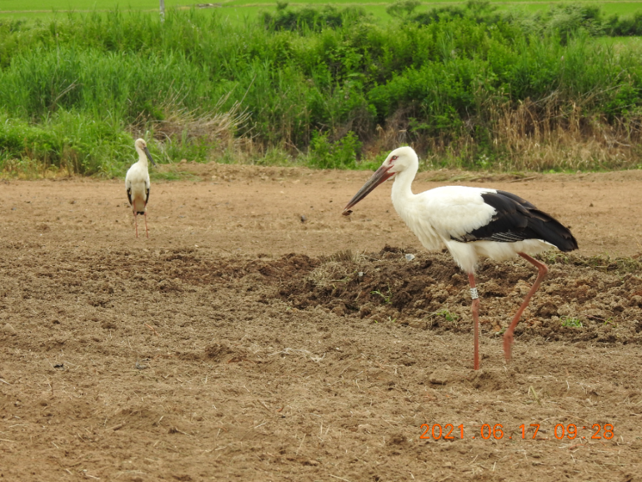 [2021.06.17] 충청남도 예산군에서 관찰된 황새입니다. 이미지