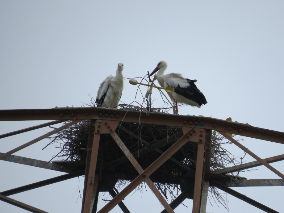 [2021.06.17] 충청남도 태안군에서 관찰된 황새입니다. 이미지