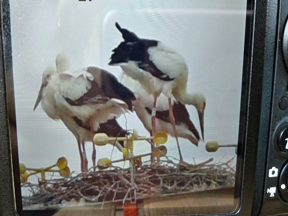 [2021.06.17] 충청남도 태안군에서 관찰된 황새입니다. 이미지