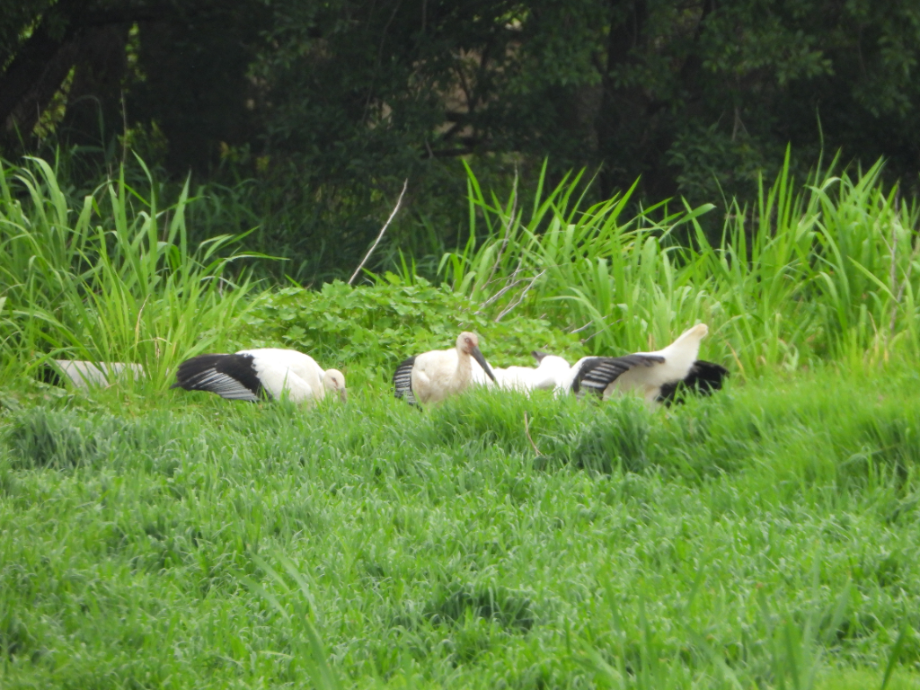 [2021.06.17] 충청남도 예산군에서 관찰된 황새입니다. 이미지