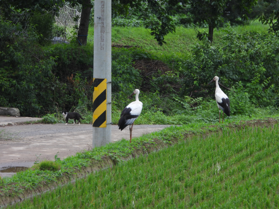 [2021.06.18] 충청남도 예산군에서 관찰된 황새입니다. 이미지