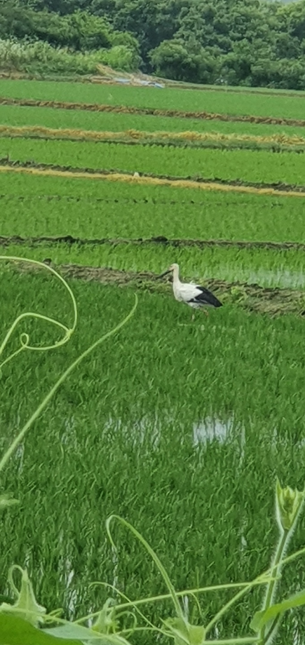 [2021.06.18] 충청남도 예산군에서 관찰된 황새입니다. 이미지