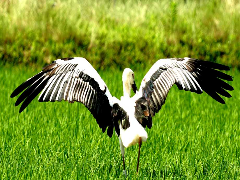[2021.06.19] 전라북도 고창군에서 관찰된 황새입니다. 이미지