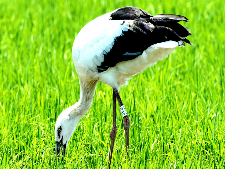[2021.06.20] 전라북도 고창군에서 관찰된 황새입니다. 이미지