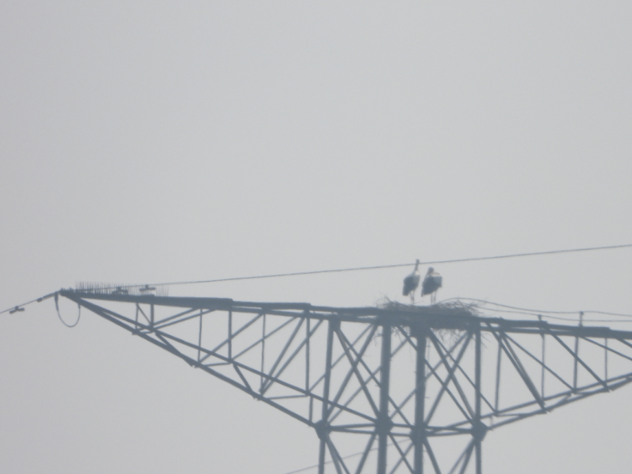 [2021.06.21] 충청남도 아산시에서 관찰된 황새입니다. 이미지