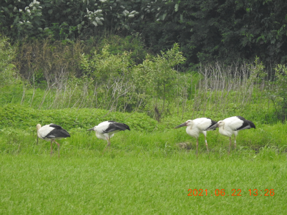 [2021.06.22] 충청남도 예산군에서 관찰된 황새입니다. 이미지