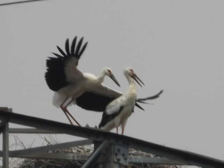 [2021.06.23] 충청남도 아산시에서 관찰된 황새입니다. 이미지