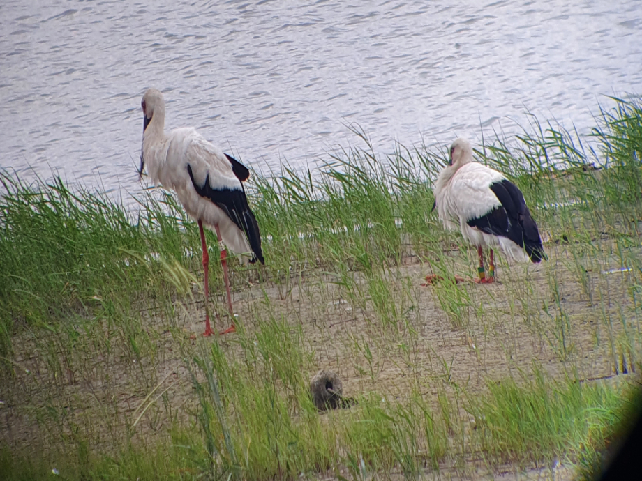 [2021.06.22] 동진강에서 관찰된 황새입니다. 이미지