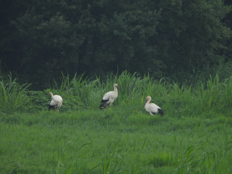[2021.06.24] 충청남도 예산군에서 관찰된 황새입니다. 이미지