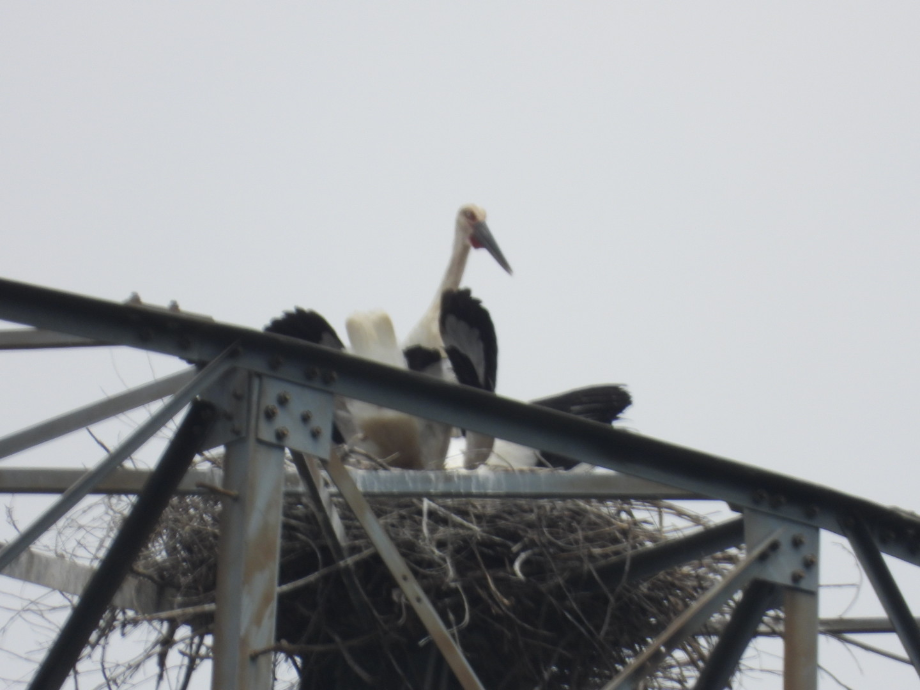 [2021.06.24] 충청남도 아산시에서 관찰된 황새입니다. 이미지
