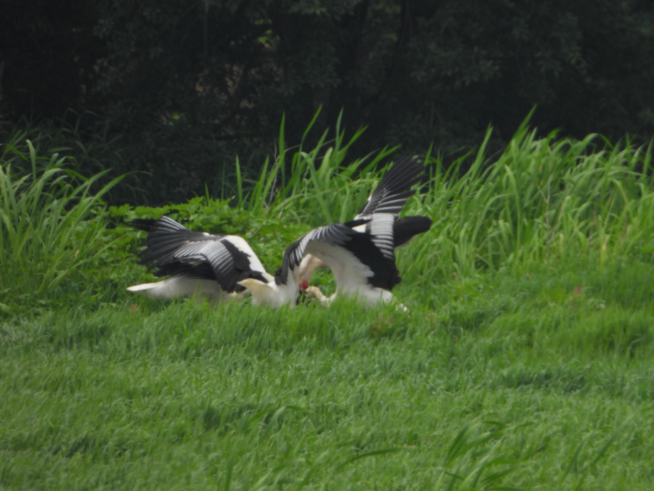 [2021.06.25] 충청남도 예산군에서 관찰된 황새입니다. 이미지