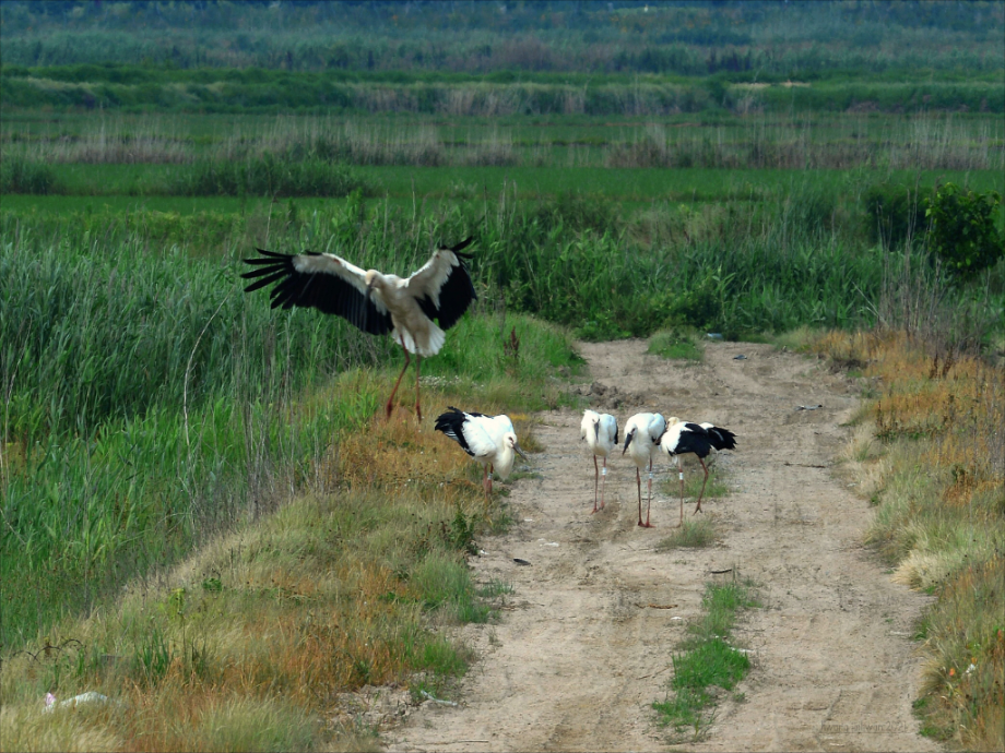 [2021.06.25] 충청남도 태안군에서 관찰된 황새입니다. 이미지