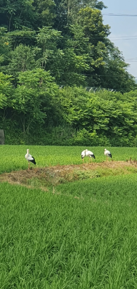 [2021.06.27] 충청남도 예산군에서 관찰된 황새입니다. 이미지