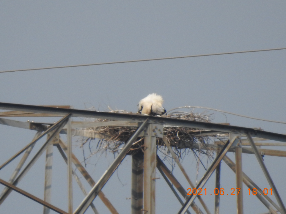 [2021.06.27] 충청남도 아산시에서 관찰된 황새입니다. 이미지