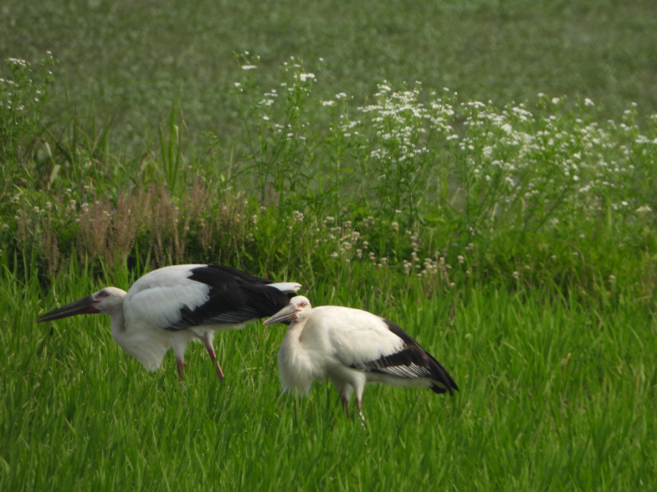 [2021.06.28] 충청남도 예산군에서 관찰된 황새입니다. 이미지