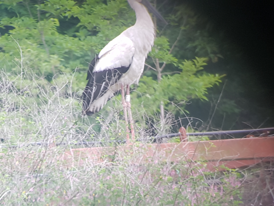 [2021.06.28] 충청남도 예산군에서 관찰된 황새입니다. 이미지