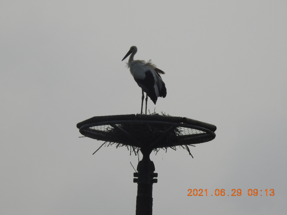 [2021.06.29] 충청남도 예산군에서 관찰된 황새입니다. 이미지