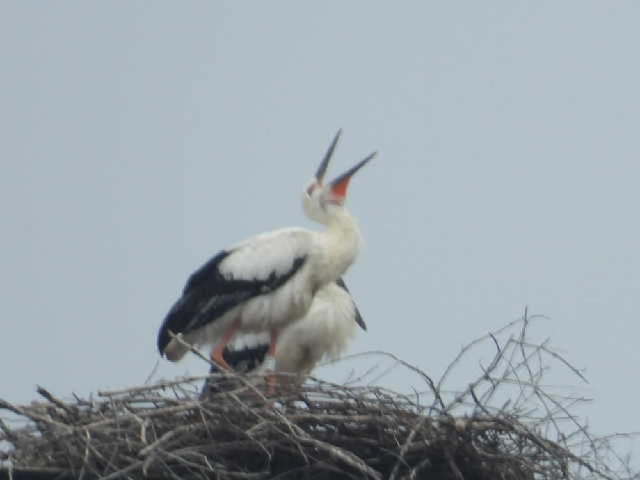 [2021.06.29] 충청남도 아산시에서 관찰된 황새입니다. 이미지