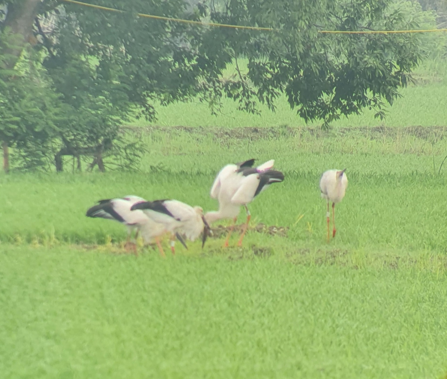 [2021.06.30] 충청남도 예산군에서 관찰된 황새입니다. 이미지