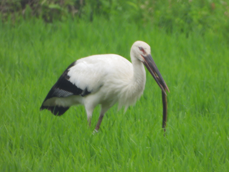 [2021.06.30] 충청남도 예산군에서 관찰된 황새입니다. 이미지