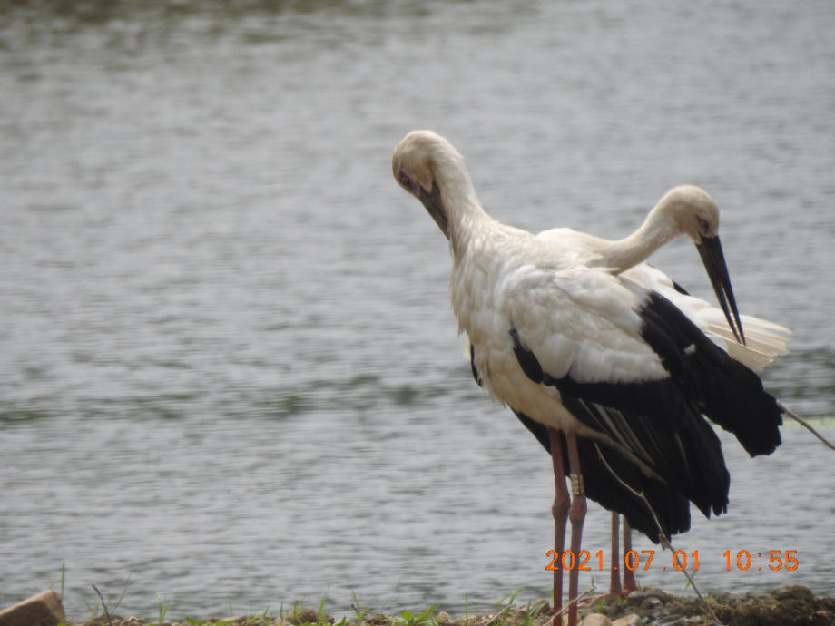[2021.07.01] 충청남도 예산군에서 관찰된 황새입니다. 이미지