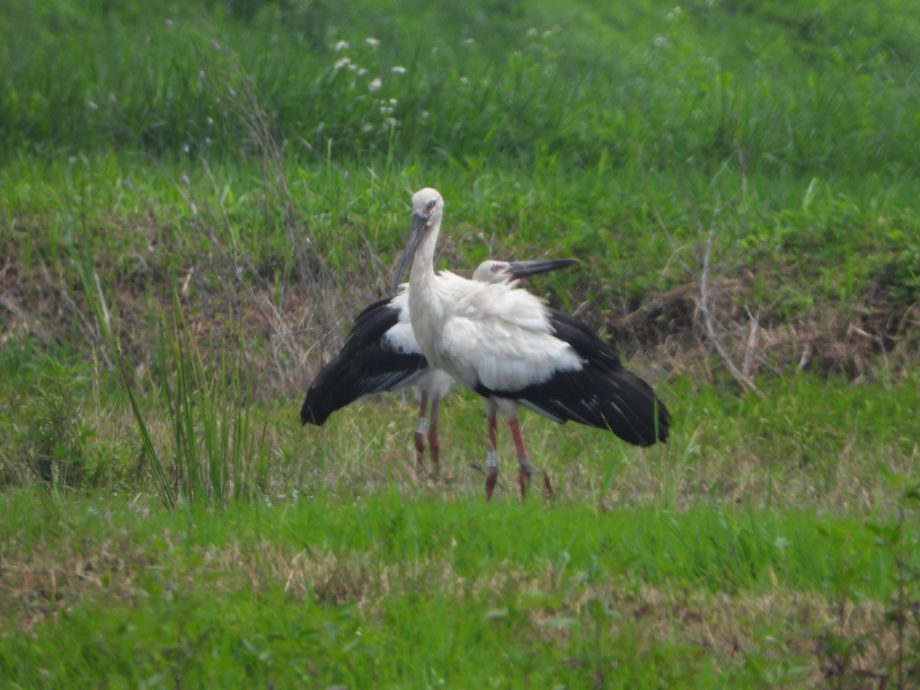 [2021.07.01] 충청남도 예산군에서 관찰된 황새입니다. 이미지