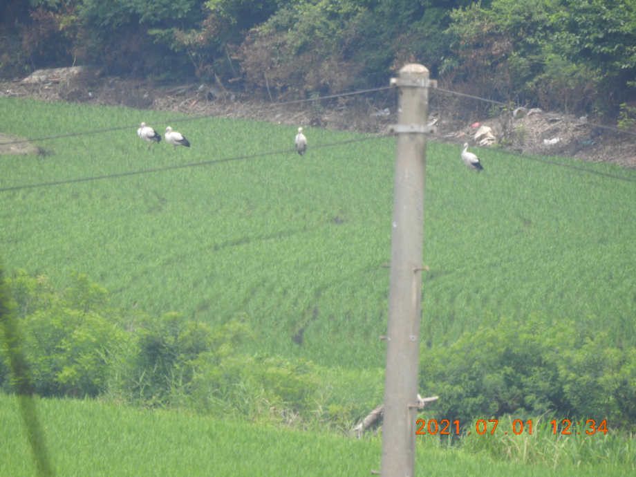 [2021.07.01] 충청남도 예산군에서 관찰된 황새입니다. 이미지