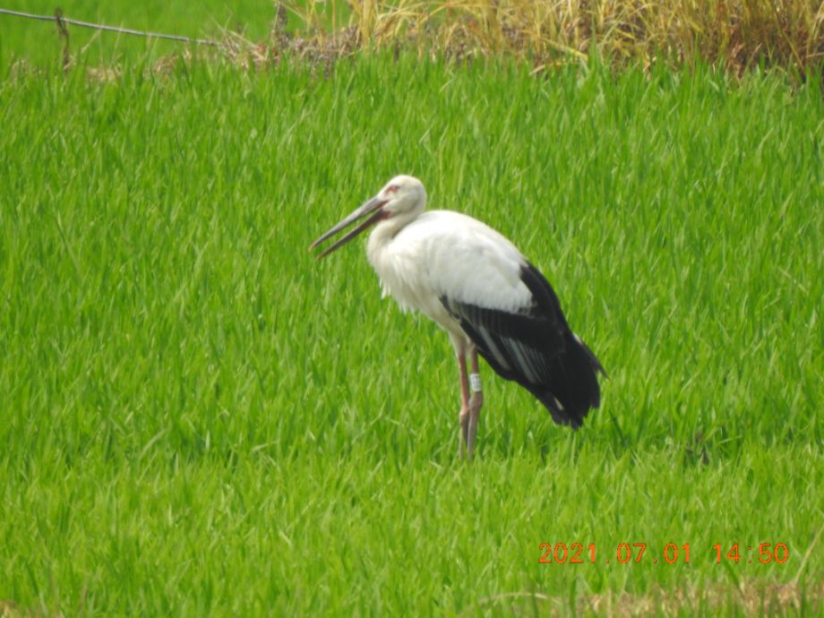 [2021.07.01] 충청남도 예산군에서 관찰된 황새입니다. 이미지