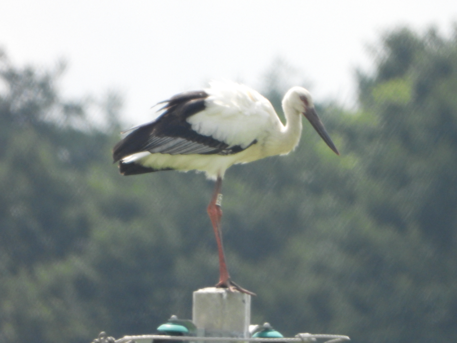 [2021.08.03] 충청남도 예산군에서 관찰된 황새입니다. 이미지