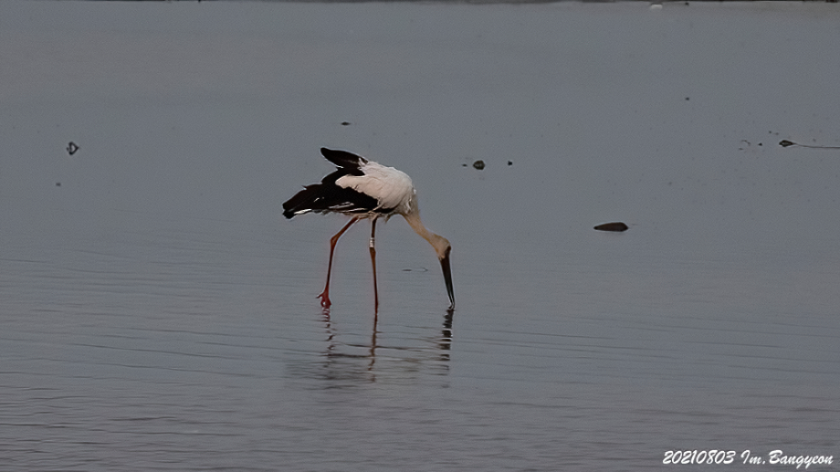 [2021.08.03] 경기도 화성시에서 관찰된 황새입니다. 이미지