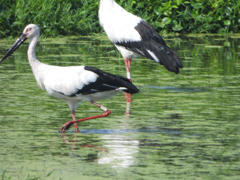 [2021.08.10] 충청남도 예산군에서 관찰된 황새입니다. 이미지