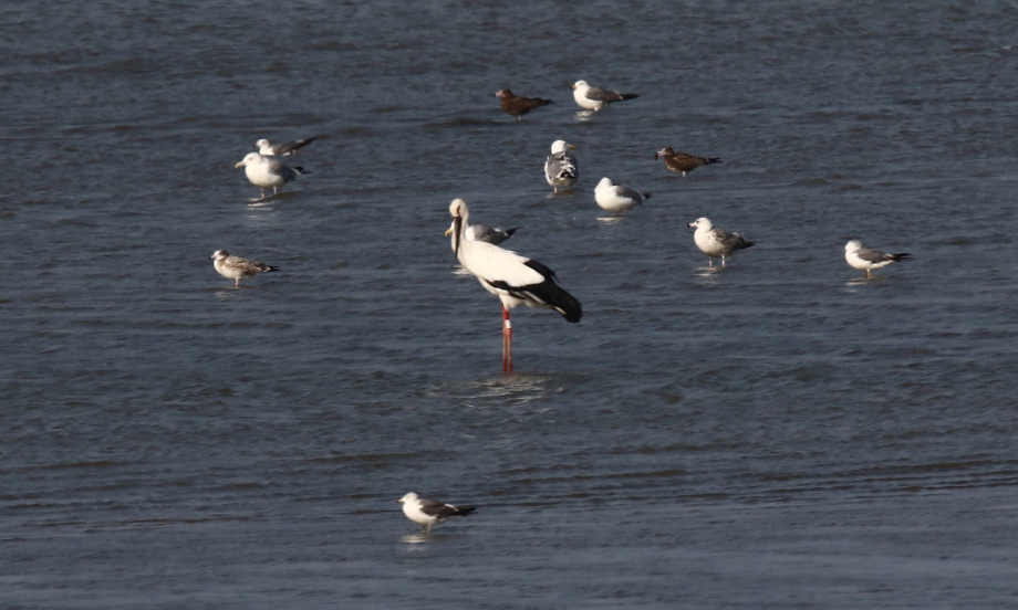 [2021.08.10] 메향리 화옹호에서 관찰된 황새입니다. 이미지