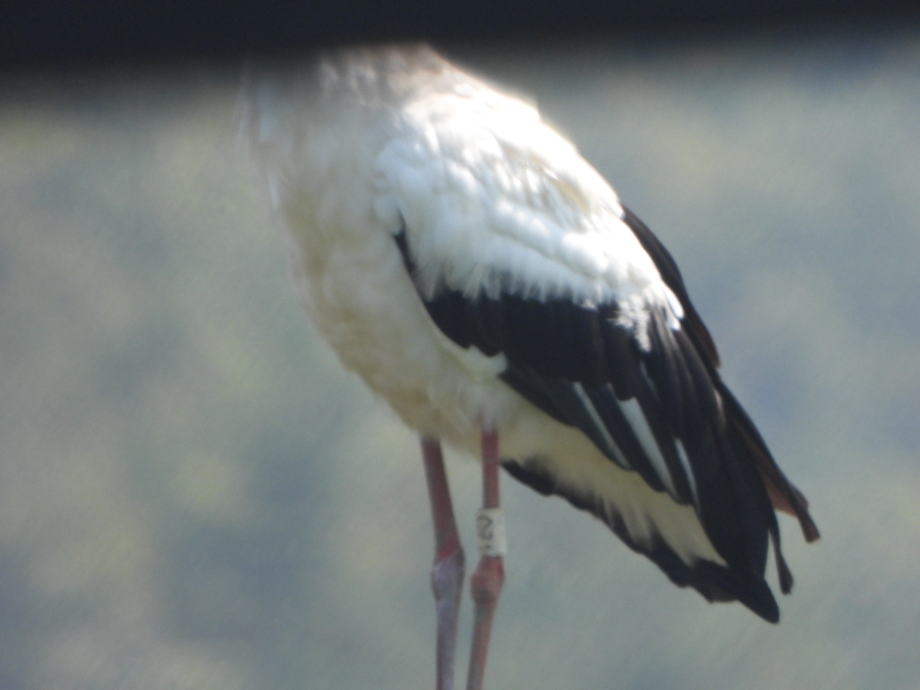 [2021.08.11] 충청남도 예산군에서 관찰된 황새입니다. 이미지
