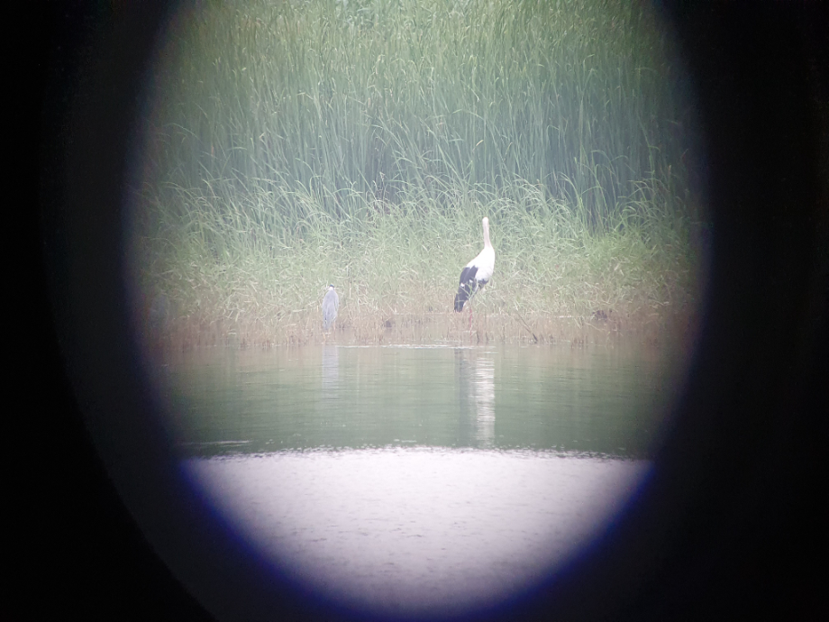 [2021.08.12] 전라북도 부안군에서 관찰된 황새입니다. 이미지
