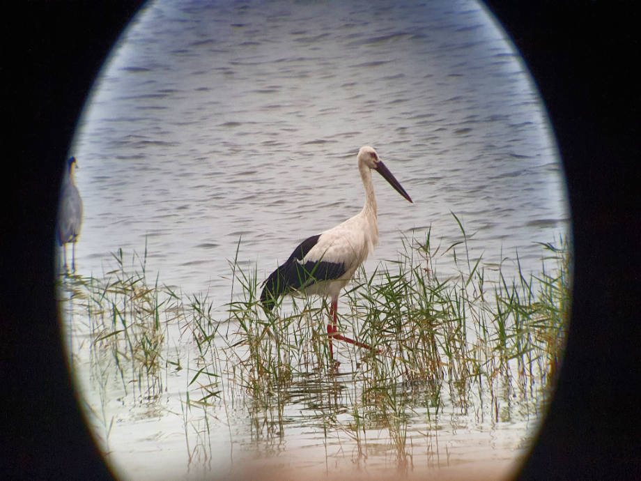[2021.08.12] 새만금 간척지역에서 관찰된 황새입니다. 이미지