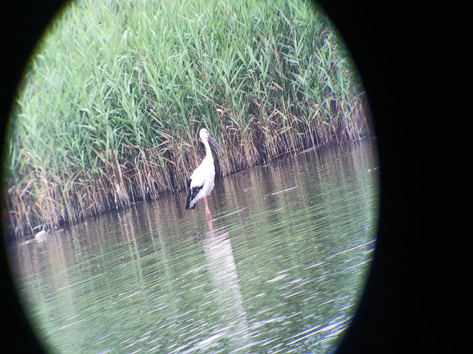 [2021.08.12] 새만금 간척지역에서 관찰된 황새입니다. 이미지