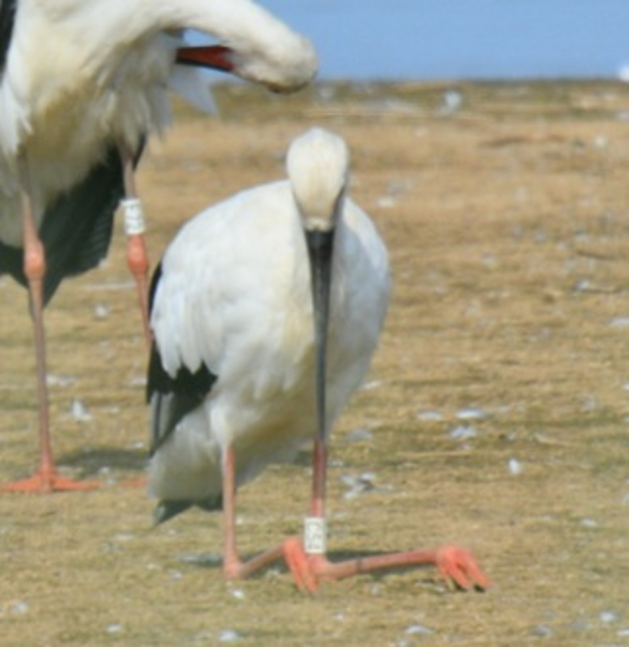[2021.08.16] 충청남도 서산시에서 관찰된 황새입니다. 이미지