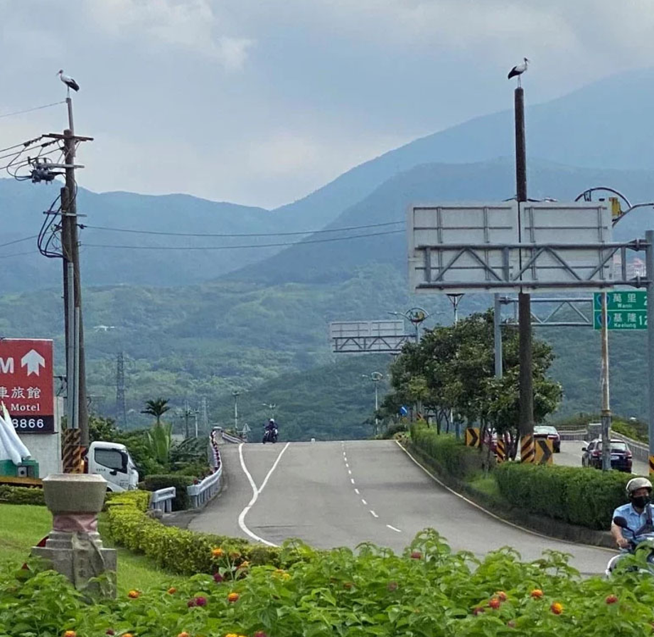 [2021.08.16] 대만 Qingsui에서 관찰된 황새입니다. 이미지