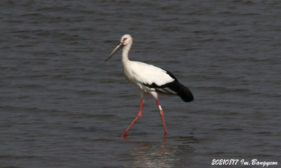 [2021.08.17] 경기도 화성시에서 관찰된 황새입니다. 이미지